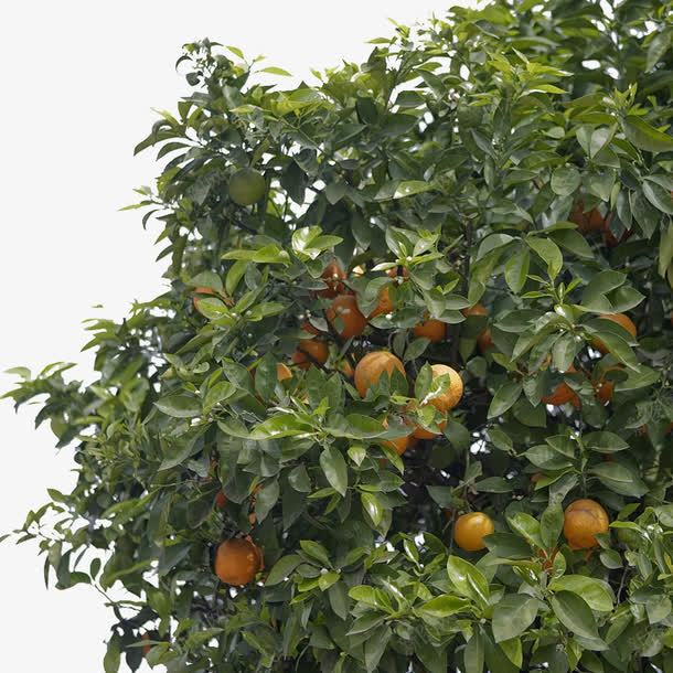 茂密的橘树png免抠素材_88icon https://88icon.com 树 橘园 橘子 橘树 水果 绿叶