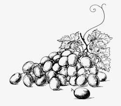 葡萄速写手绘素描葡萄大图图标高清图片