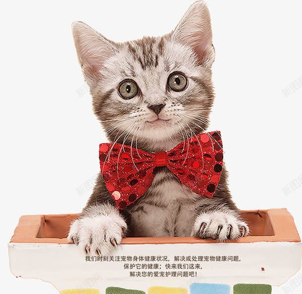 可爱猫咪png免抠素材_88icon https://88icon.com 动物 卡通 可爱 宠物 带我回家 手绘 猫咪