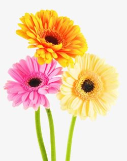 三朵不同颜色的菊花素材
