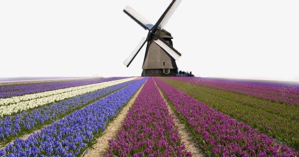 荷兰远处的漂亮房子png免抠素材_88icon https://88icon.com 房子 花朵 草地 风景 风车房子