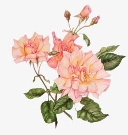三朵花粉色手绘木兰花高清图片