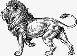 狮子素描狮子高清图片