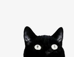 大大的眼睛向上看的小黑猫高清图片