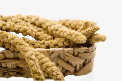 竹编筐里的黄色成熟饱满小米粒穗素材