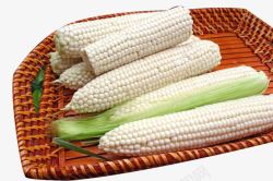 玉米堆簸箕里的新品种玉米高清图片