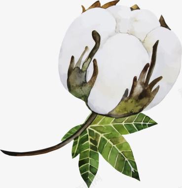 天然白色棉花花朵图图标图标