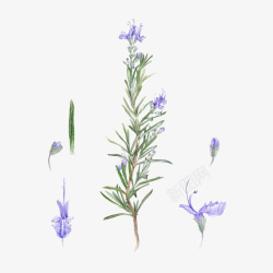 手绘迷迭香手绘开紫色花的迷迭香插图高清图片