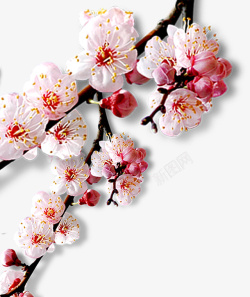 淡粉色花朵h5温暖粉色桃花节H5海报背景高清图片