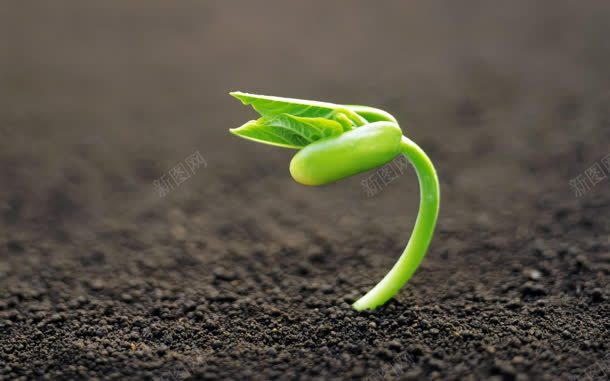 植物清新生命力自然jpg设计背景_88icon https://88icon.com 植物 清新 生命力 自然
