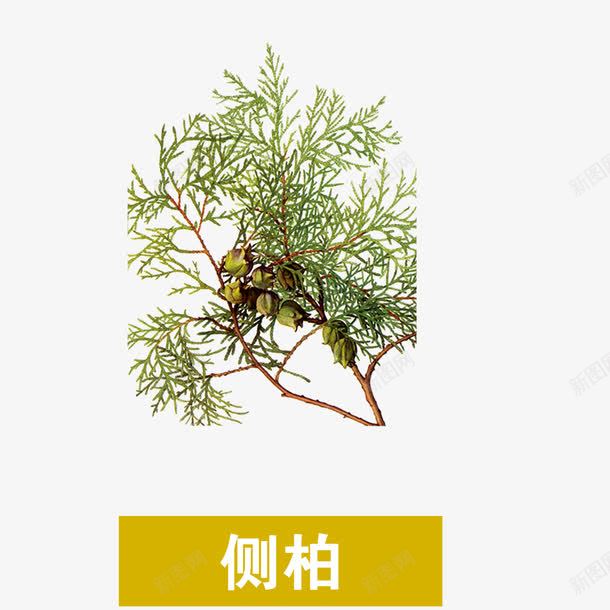 侧柏png免抠素材_88icon https://88icon.com 中药 侧柏叶 医疗保健 草本 草药 药膳