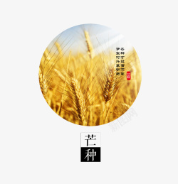 清新金黄色小麦芒种图标素材