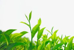 植物绿芽图片绿茶高清图片