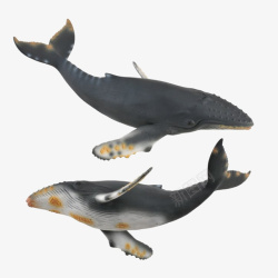两只灰色的座头鲸海洋生物插图免素材