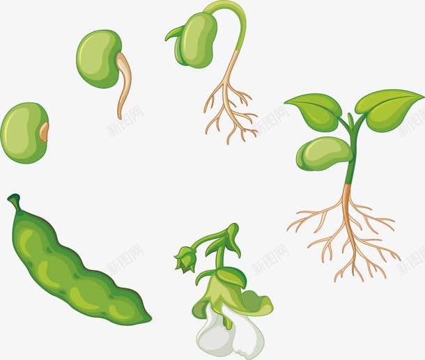 一颗豌豆的生长过程png免抠素材_88icon https://88icon.com 生长过程 矢量png 绿色豆苗 豌豆 豌豆生长 豌豆芽 豌豆苗