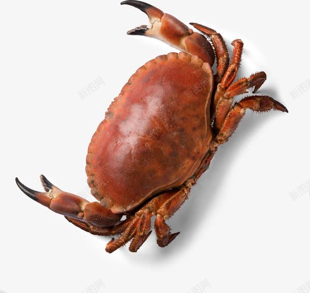 活着的螃蟹png免抠素材_88icon https://88icon.com PNG素材 海产品 螃蟹 食物