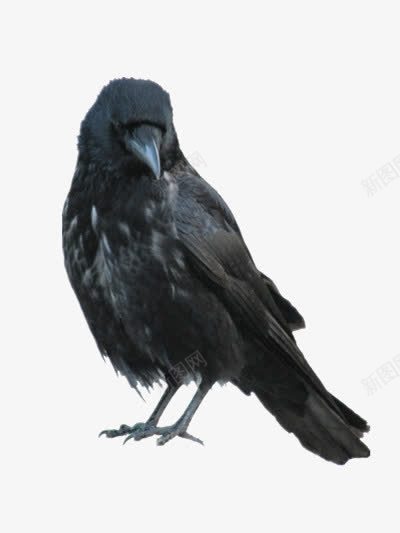 黑色羽毛的乌鸦png免抠素材_88icon https://88icon.com 乌鸦飞过 动物 小鸟 飞翔的乌鸦 黑色乌鸦