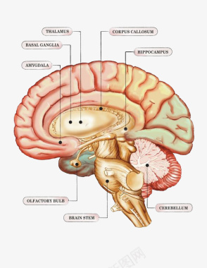 知识全面大脑内部结构图标图标
