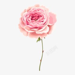 粉色带刺的玫瑰花素材