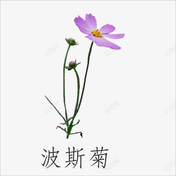 波斯菊png免抠素材_88icon https://88icon.com 花朵 花瓣 鲜花