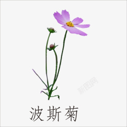 波斯菊素材