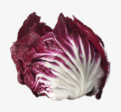 红菊苣紫菊苣高清图片