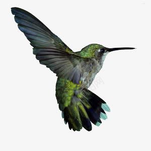 飞鸟png免抠素材_88icon https://88icon.com 尖嘴 青苔 飞禽 鸟儿