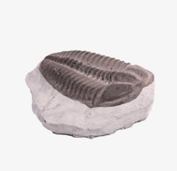 远古生物黑色三叶虫化石实物高清图片