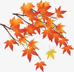 手绘橙色秋天枫叶素材