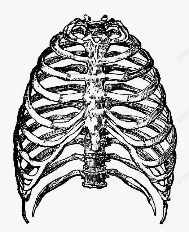 黑色素描骨胳png免抠素材_88icon https://88icon.com 免抠素材 医学素材 淘宝详情素材 素描 胸腔骨 胸骨 骨科 黑色