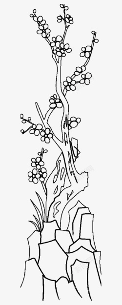 枝头盛开岩石丛上生长的梅花树简笔画高清图片