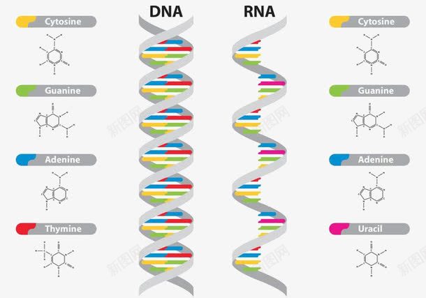 DNA和RNA载体示意图png免抠素材_88icon https://88icon.com DNA DNA载体 RNA 示意图