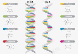 dna示意图DNA和RNA载体示意图高清图片