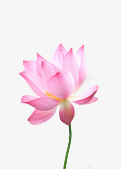 芙蕖粉红色纯洁的带水滴的水芙蓉实物高清图片