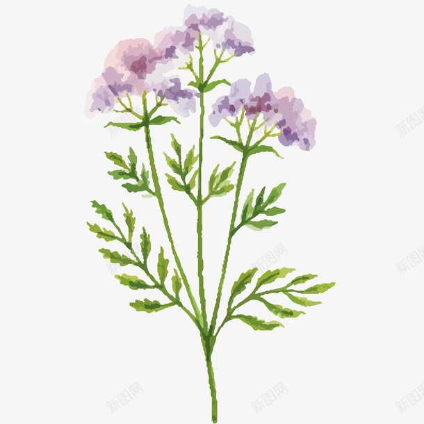 草药植物水彩插画矢量图ai免抠素材_88icon https://88icon.com 免抠PNG 植物 清新 紫色花 自然 花草 草药植物水彩插画 矢量图