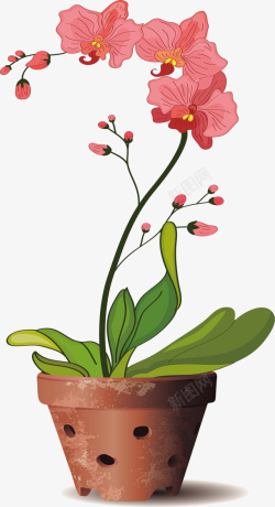 粉色的蝴蝶兰精美粉红色蝴蝶兰盆栽矢量图高清图片