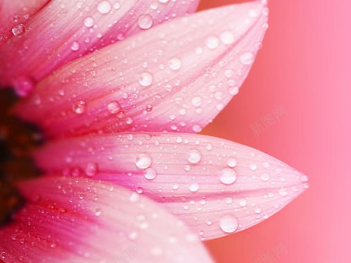 粉红色的花瓣水滴模糊背景背景