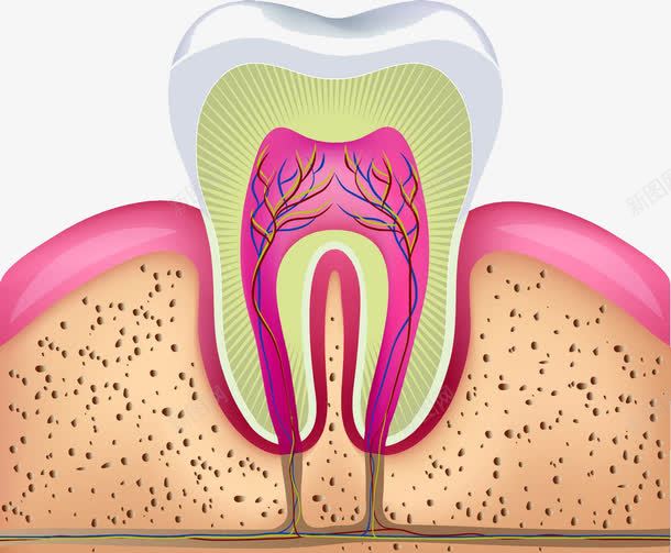 牙齿剖面图png免抠素材_88icon https://88icon.com 保护牙齿 牙科 牙齿保健 牙龈 牙龈健康刷牙防蛀牙 神经