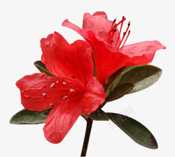 两朵花免抠两朵盛开的映山红高清图片