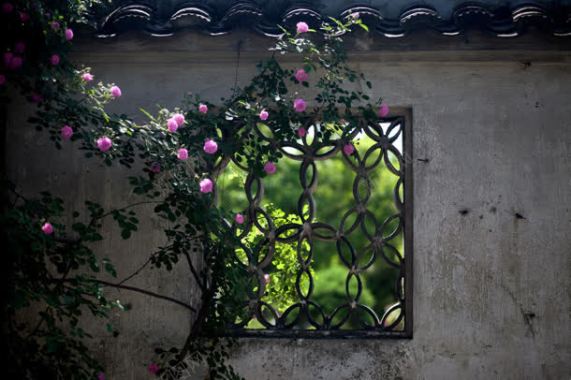 苏州园林蔷薇花壁纸背景