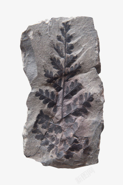 灰色石头上的树叶化石实物素材
