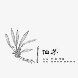 草本药材仙茅素材