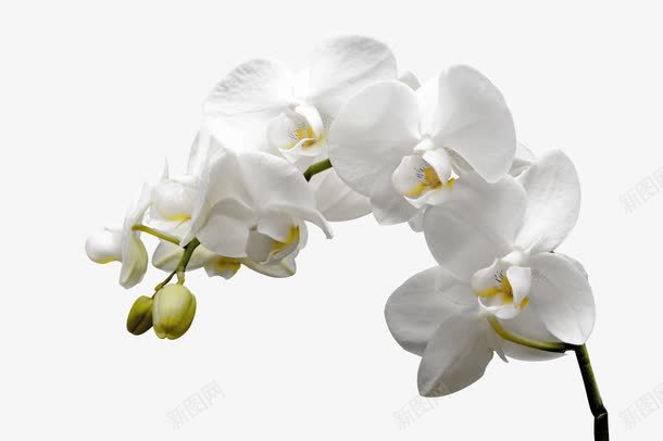 白色兰花png免抠素材_88icon https://88icon.com 兰花 桔梗 漂亮的 白色的 美丽的 芬香 花朵 花瓣