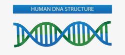 DNA结构示意图素材