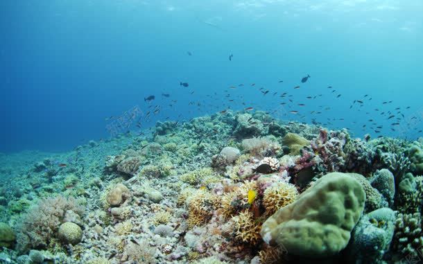 创意元素风格海底各种各样的小鱼jpg设计背景_88icon https://88icon.com 元素 创意 各种各样 海底 风格