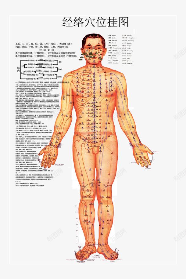 经络图png免抠素材_88icon https://88icon.com 五脏 六腑 十二 古代经络图 手太阴肺经 疏通筋络 经络图 经络图图片 经络穴位挂图 肺内 背部 设计