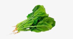 新鲜菠菜素材