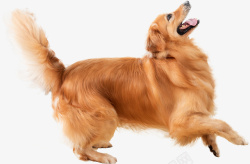 金毛狗宠物遛狗素材