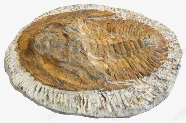 鱼类氧化后的化石实物png免抠素材_88icon https://88icon.com 价值 动物 古代 古生物 氧化 珍贵 生物化石 石头 研究 科学家 科研 考研