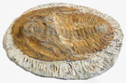 鱼类氧化后的化石实物素材